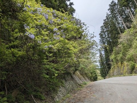 PXL_20240426_041857629