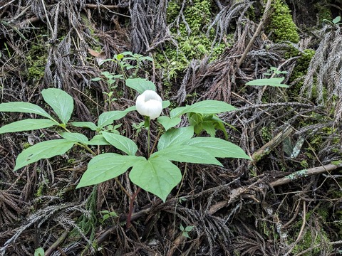 PXL_20240426_055637496