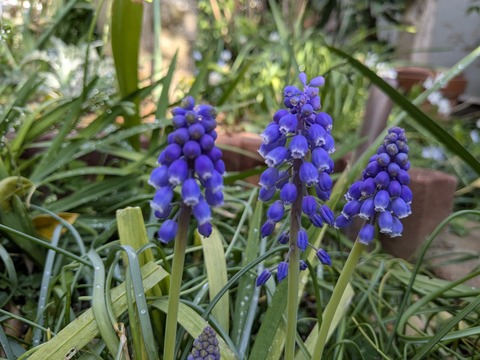 PXL_20250331_074928762