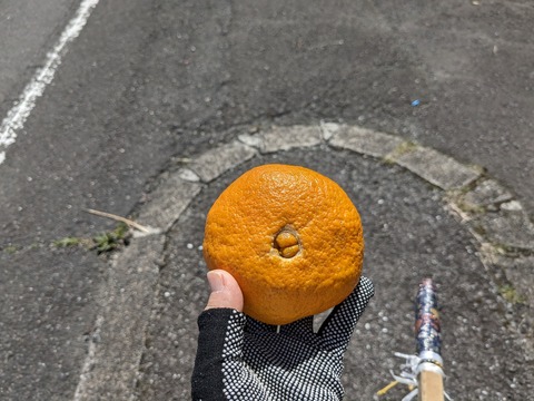 PXL_20240327_040323359