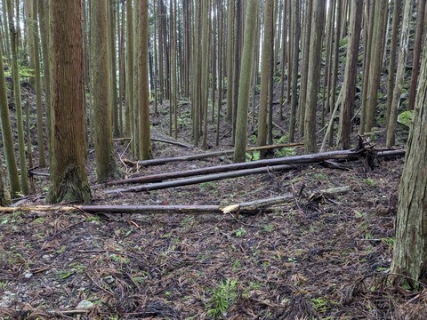 PXL_20240427_034130637