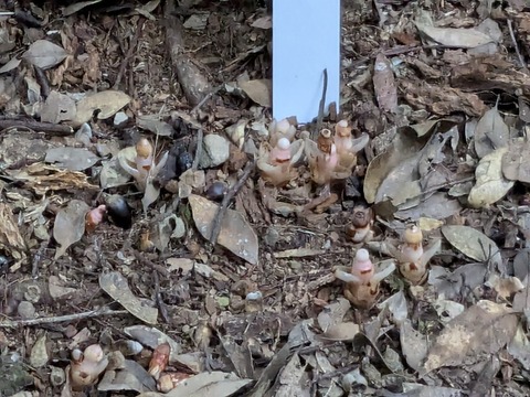 PXL_20241122_071443470