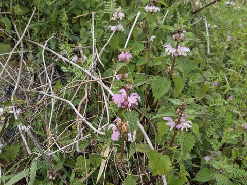 PXL_20240331_055232592