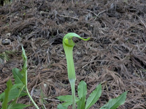 PXL_20250425_223535454