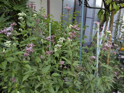 PXL_20251027_054754931