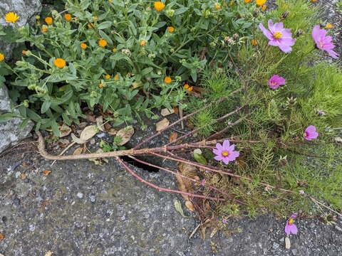 PXL_20240328_045123283