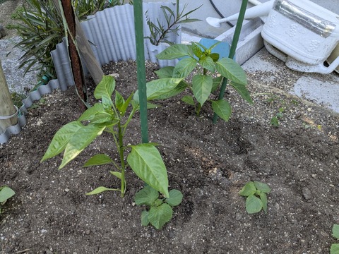 PXL_20250504_074950874