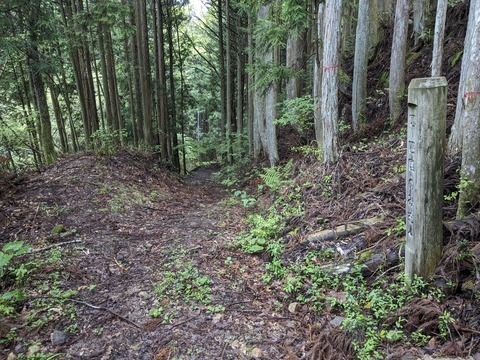 PXL_20240427_043932436