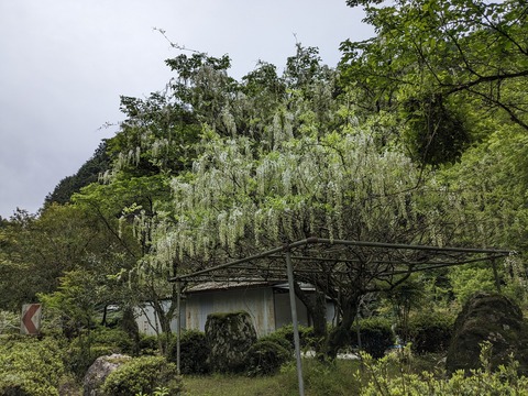 PXL_20240426_005910378