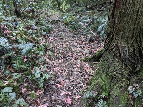 PXL_20240424_023830881