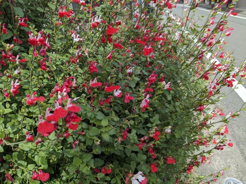 PXL_20240425_052641246