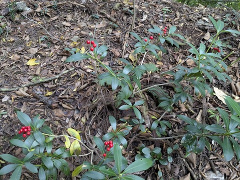 PXL_20251103_001251043