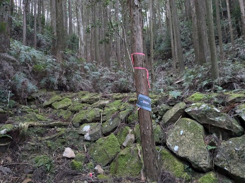 PXL_20241120_220558423