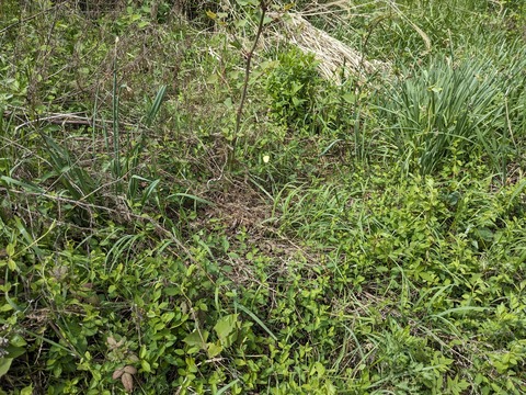 PXL_20240426_042243556