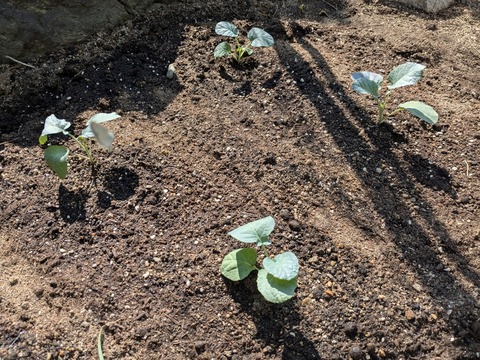 PXL_20251014_043740912