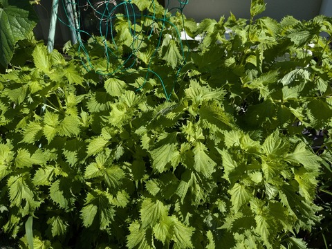 PXL_20240718_233340085