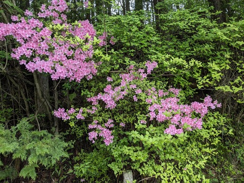 PXL_20240427_051024763