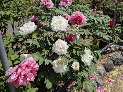 PXL_20250426_011312073