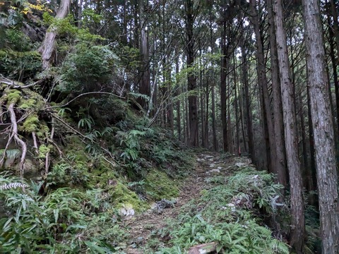 PXL_20241120_215305954.MP