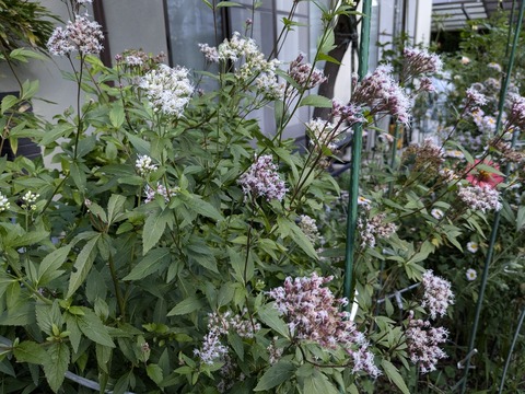 PXL_20241201_030051189