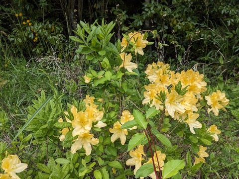 PXL_20240426_042226044