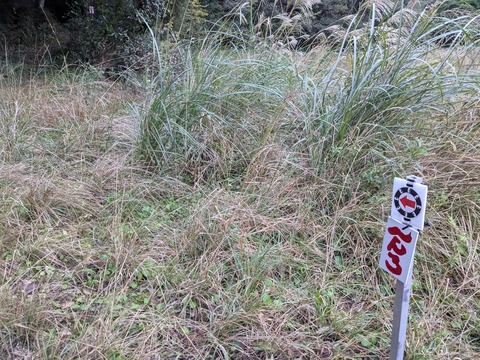 PXL_20241120_214914940