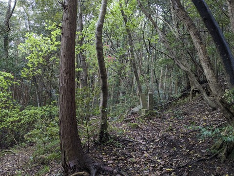 PXL_20240423_233207033