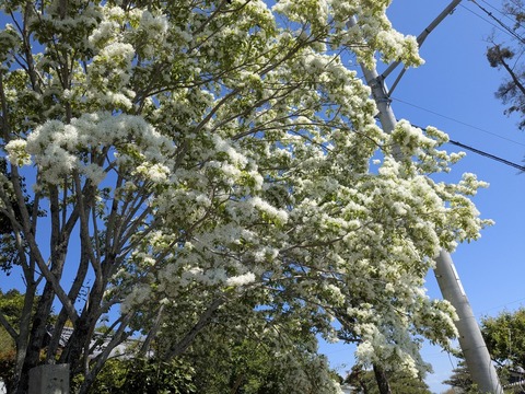 PXL_20250429_011308217