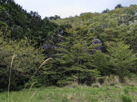 PXL_20240426_050958335