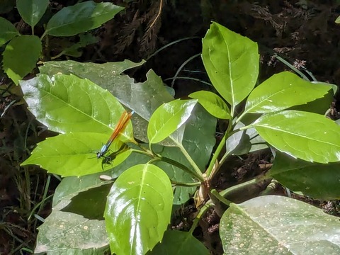 PXL_20240425_010922484