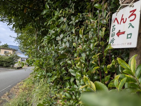 PXL_20241120_234659554