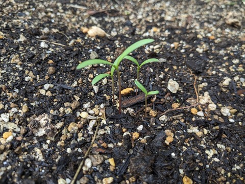 PXL_20240531_073523816