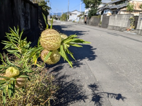 PXL_20241122_033840959.MP