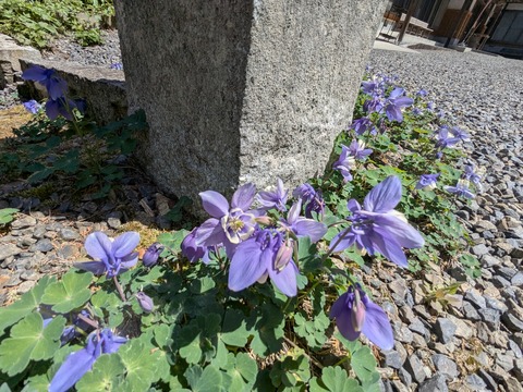 PXL_20250430_014808676