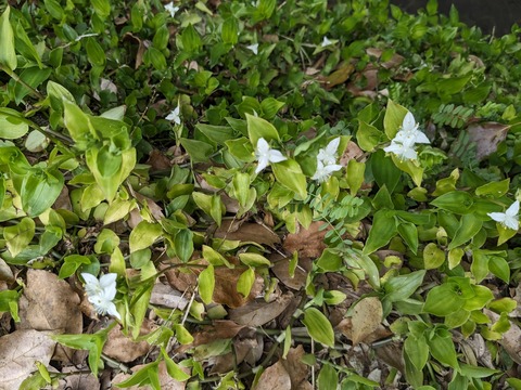 PXL_20240331_053248775