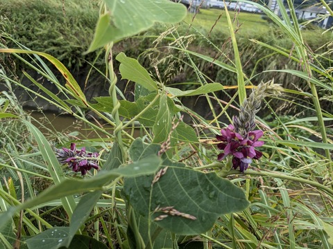 PXL_20240922_014524482