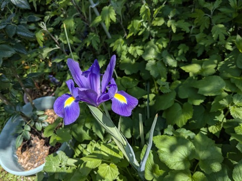 PXL_20250502_054732673