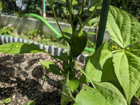 PXL_20240608_002512505