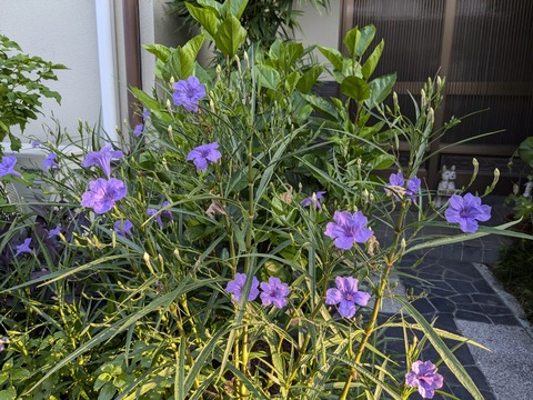 PXL_20240904_213925014