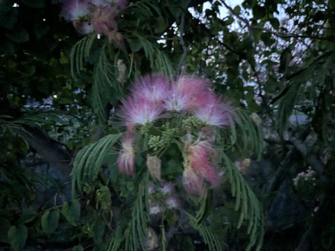 PXL_20250619_104709361