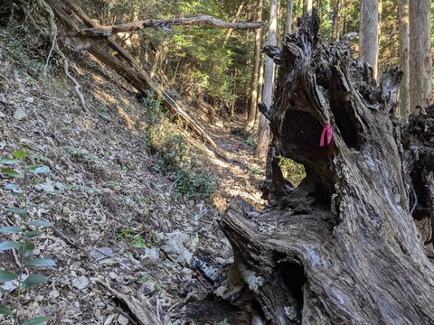 PXL_20241119_232101814