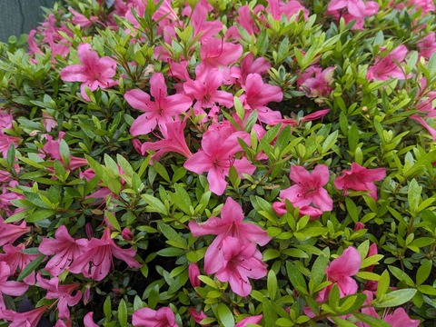 PXL_20240508_050129410