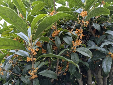 PXL_20241029_001132890