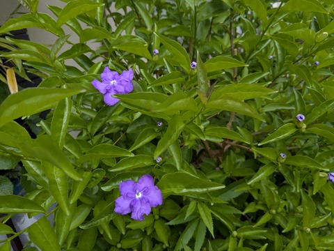 PXL_20250505_074447767