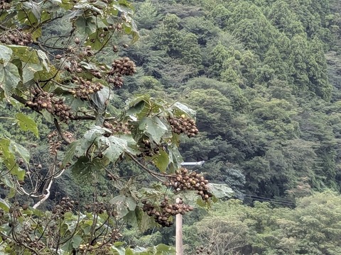 PXL_20240925_011133793