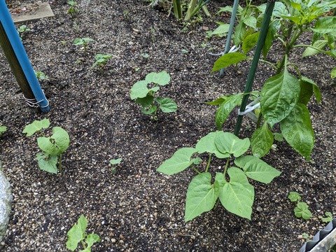 PXL_20240527_000025529