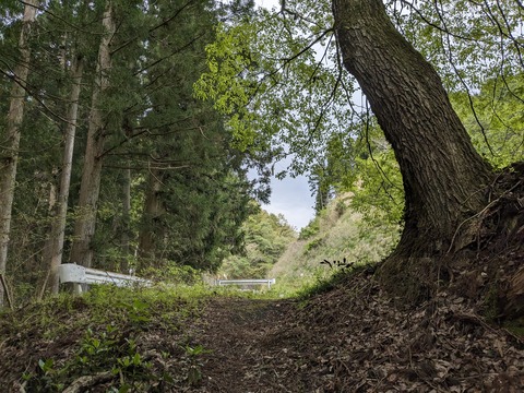 PXL_20240426_041642245