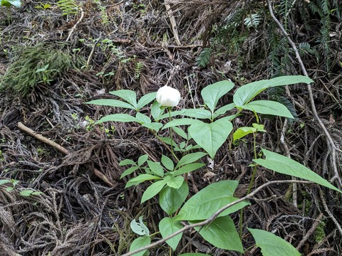 PXL_20240426_055644569