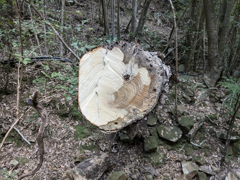 PXL_20241120_223544970