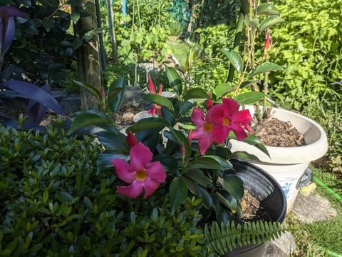 PXL_20240718_233657186